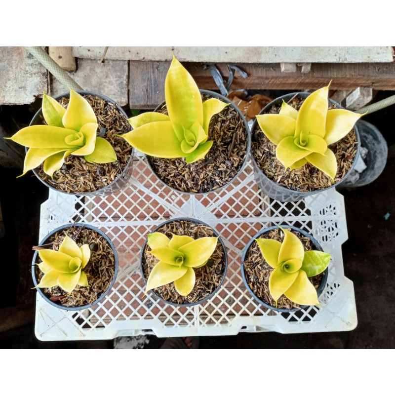 SANSIVERA GOLDEN PHILIPPINE/LIDAH MERTUA/GOLDEN