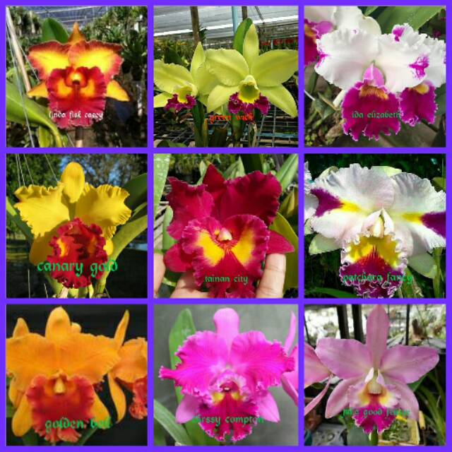 bibit anggrek cattleya hybrid remaja bunga besar murah -tanaman hias hidup-bunga hias hidup-tanaman hidup-bunga hidup-bunga anggrek hidup-bunga gantung hidup-tanaman hias asli