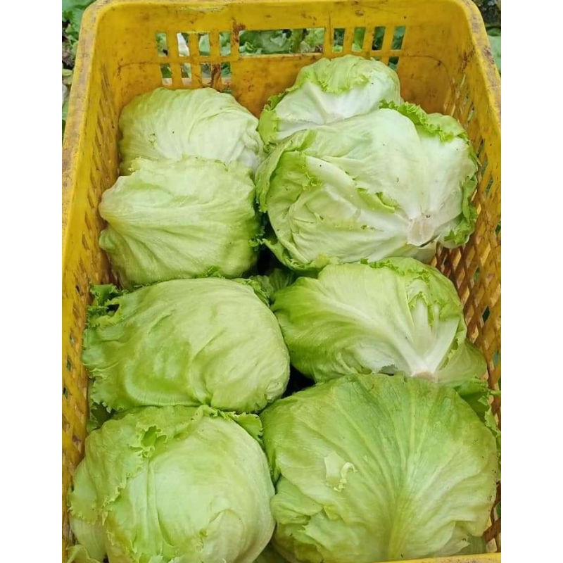 SAYURAN LETUCE 500GRAM