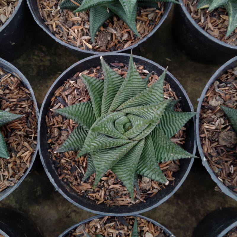 Haworthia Limifolia Murah/ Haworthia Hybrid Andy