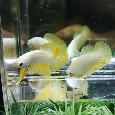 SEPASANG/1 PAIR IKAN CUPANG PK YDS/YELLOW DRAGON SNOW 100% REALPICT (KODE AN5)