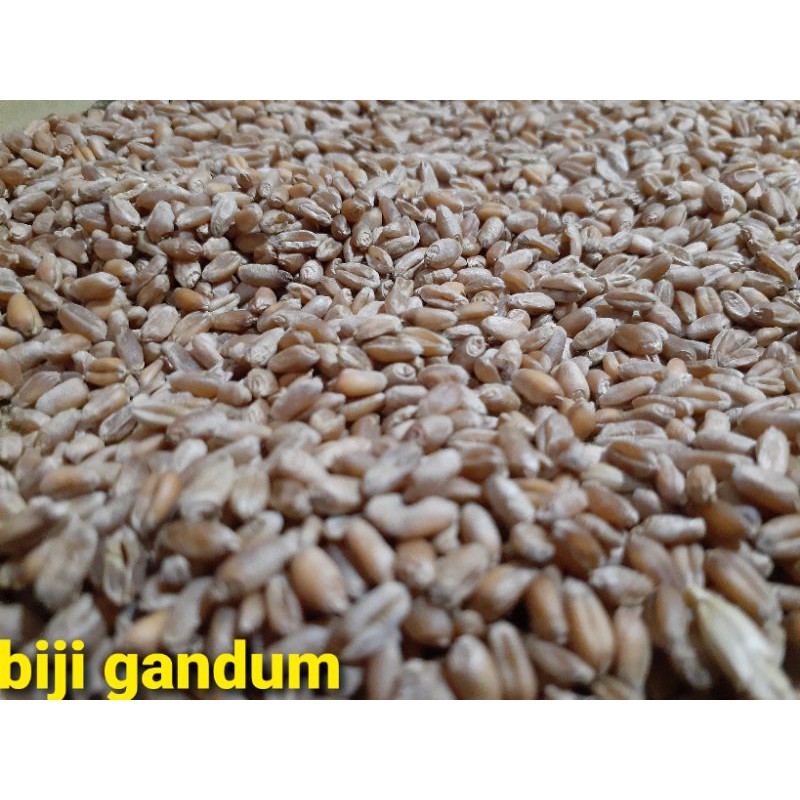 

Biji Gandum