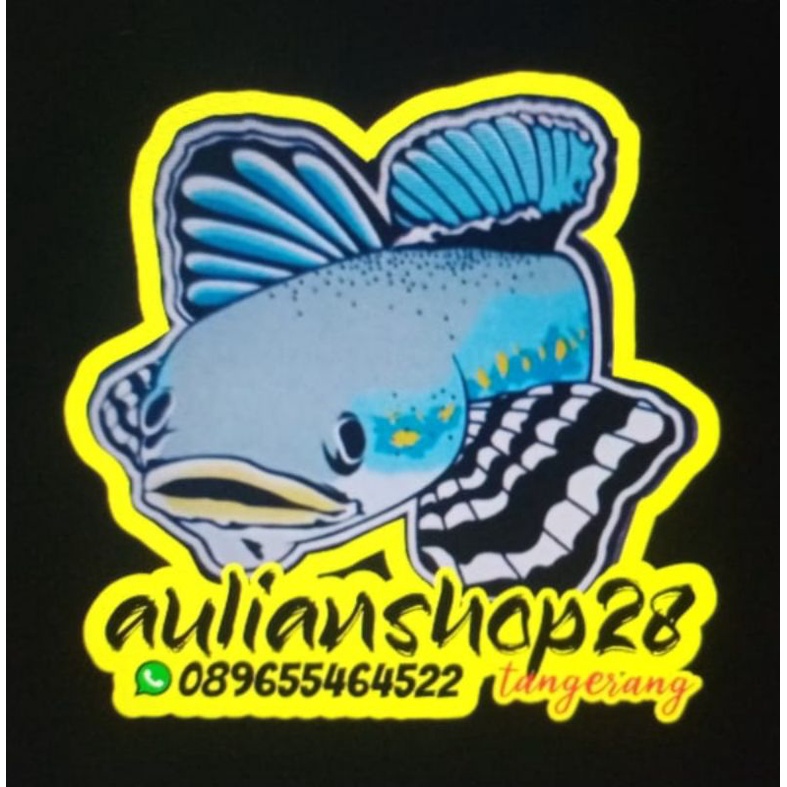 single tank hiasan aquarium Cana blue pulcra kualitas super premium size 9-12cm grad A