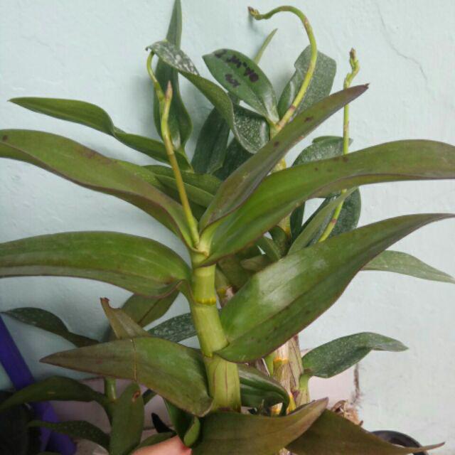Anggrek Dendrobium Seddling Murah