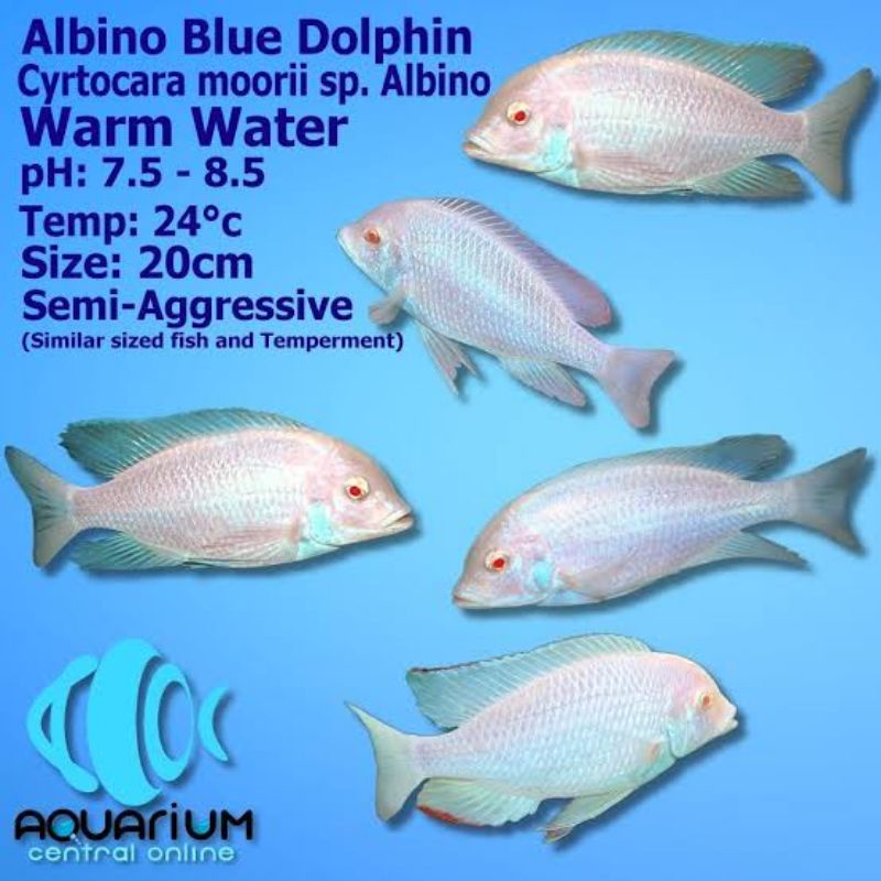 cichlid blue dolphin albino cyrtocara moorri sp.albino ikan hias aquarium
