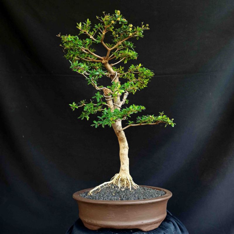 Bonsai Pohon Bucida Black Olive Spinosa Geometri Natural
