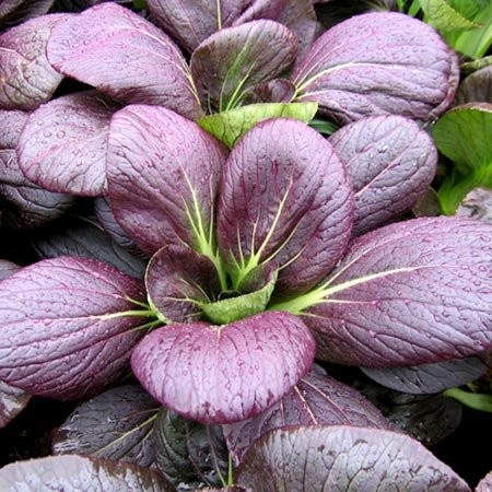 

PAKCOY MERAH Hidroponik 200 gr