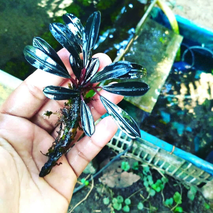 bucephalandra sp pink lady