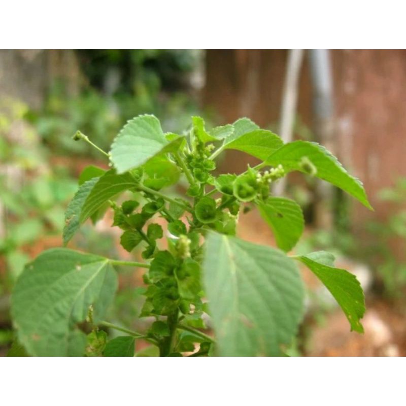 

herbal Anting anting