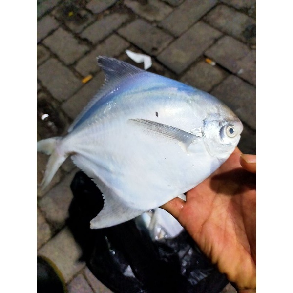 

ikan bawal putih segar