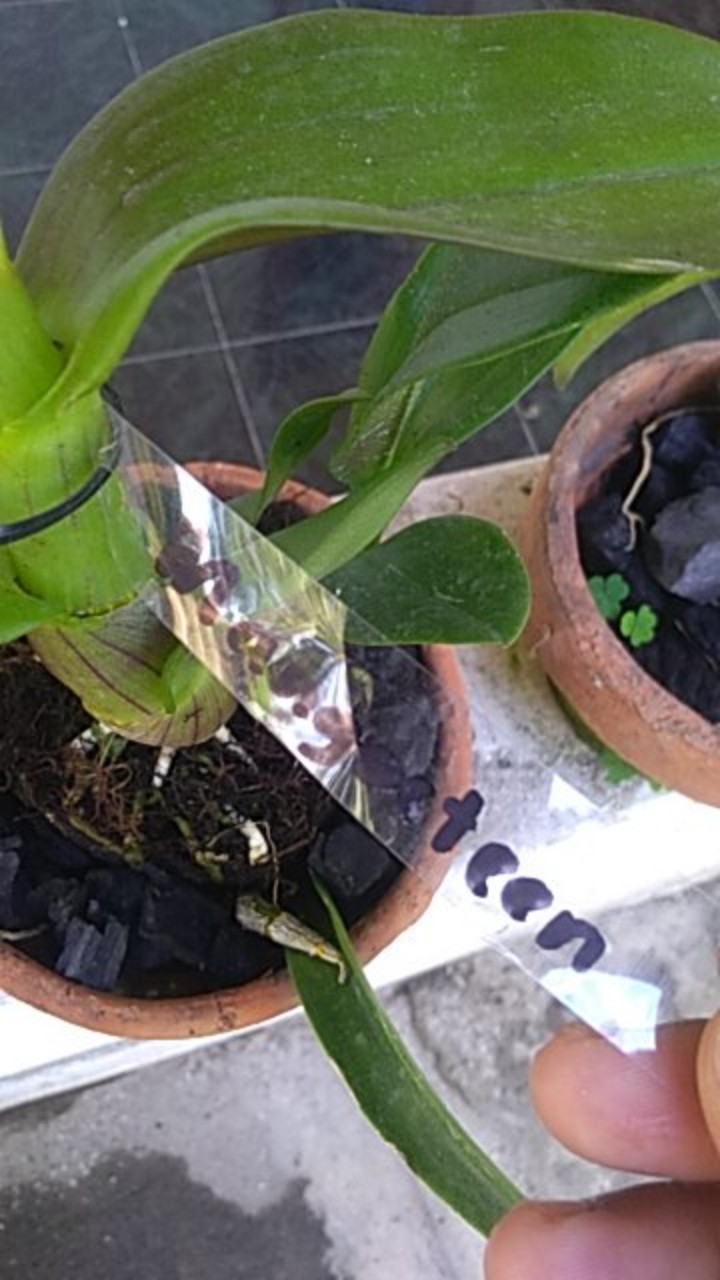 Dendrobium Mangosteen