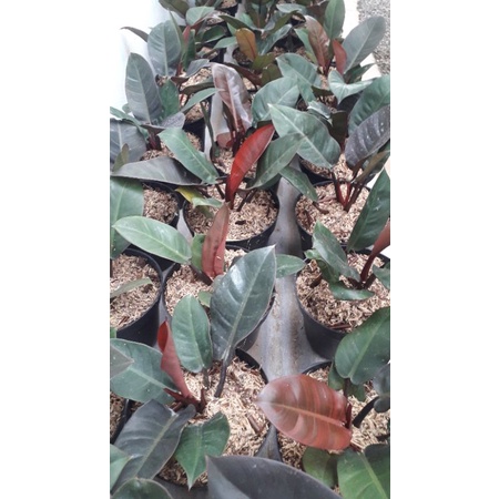 Tanaman hias philodendron Black cardinal ori