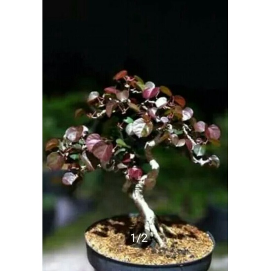 BONSAI Bibit waru merah asli