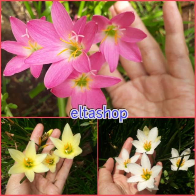 Umbi Rain Lily Lokal 3 Warna Umbi Lili Hujan Lokal Pink Putih Kuning Muda Shopee Indonesia