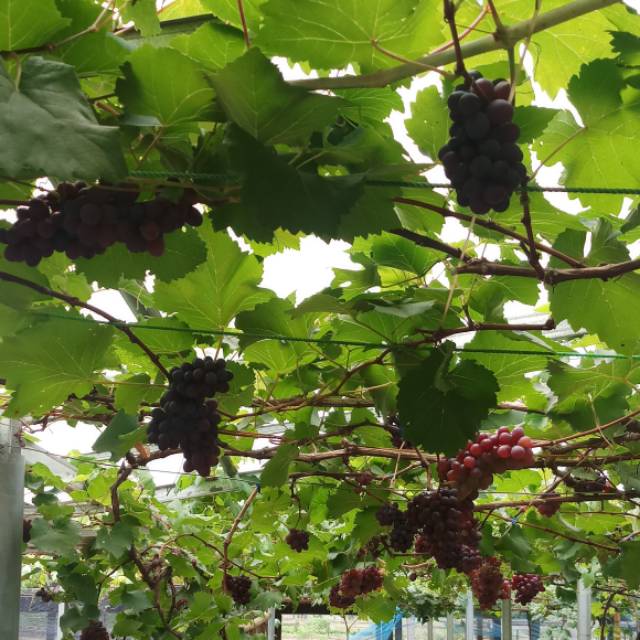 amandaputridwijayanti