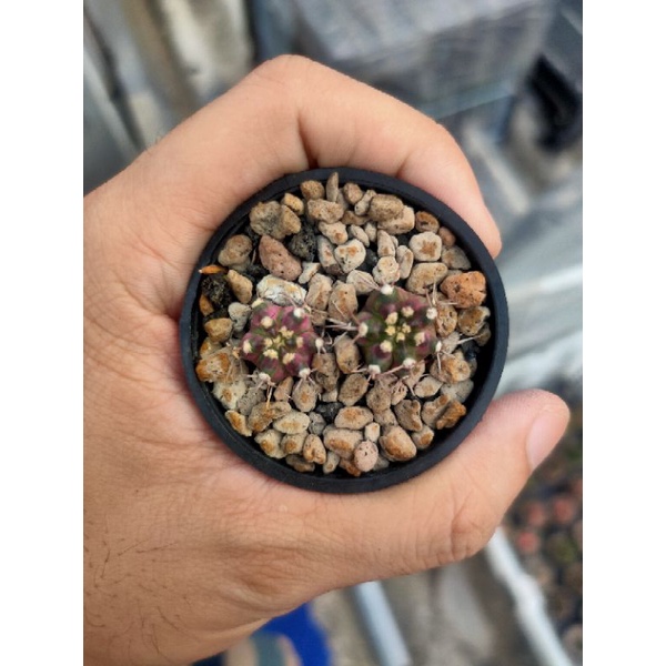 2Pcs Kaktus Gymnocalycium-gymno Tlux/T-Lux