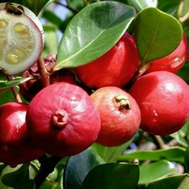 Bibit Tanaman Buah Jambu Strawberry Manis dan Genjah Jambu Leci