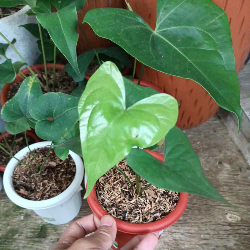 Anthurium Pterodactyl Batman