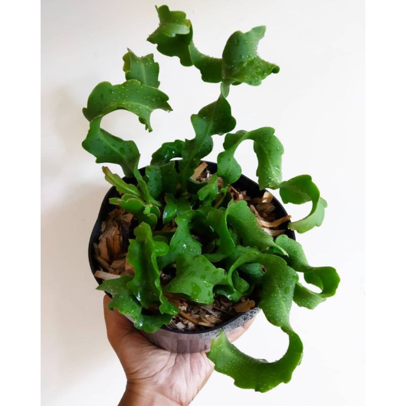 Tanaman wijaya kusuma tanduk - tanaman rimbun