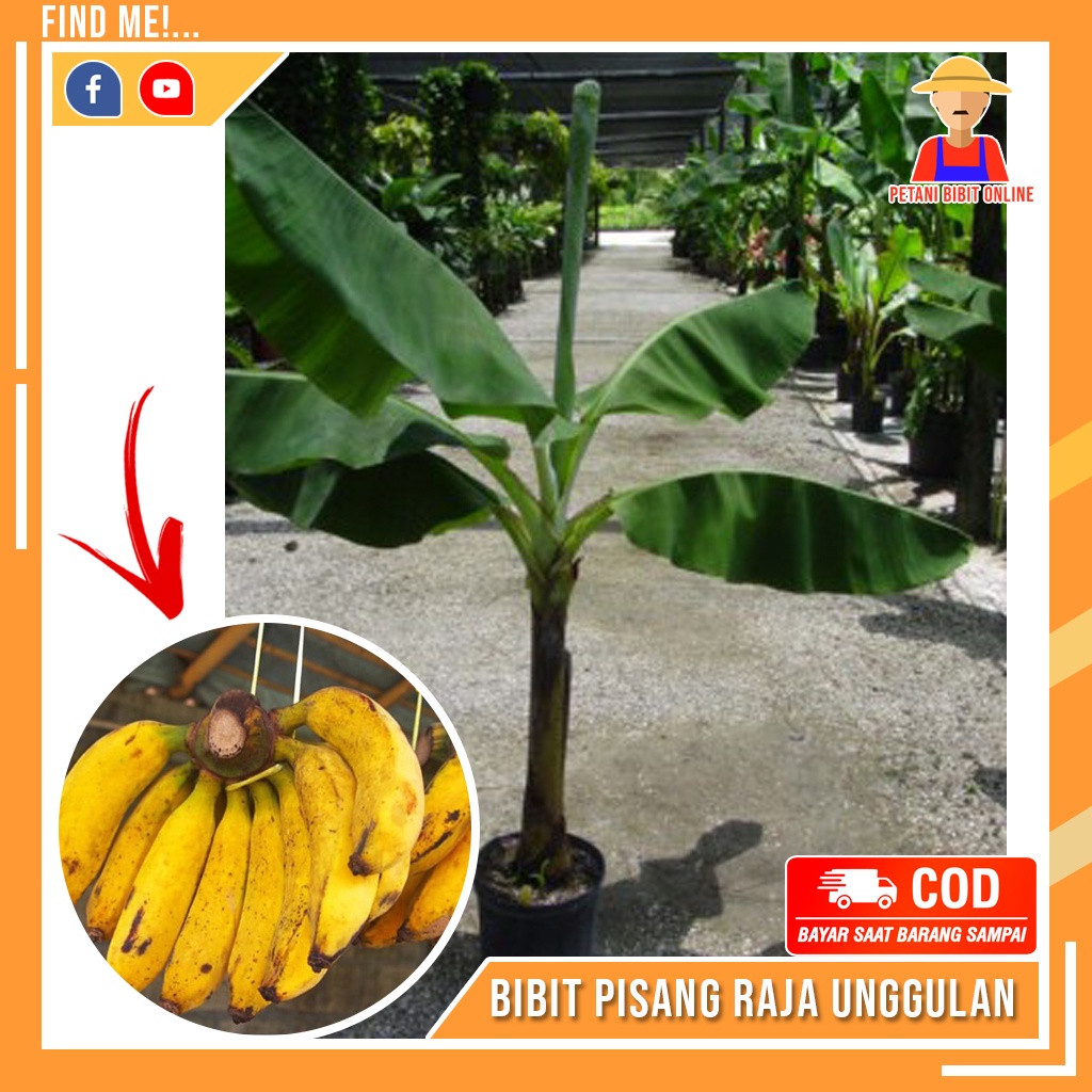 Bibit Pisang Raja Super Bibit Raja Sajen Unggulan