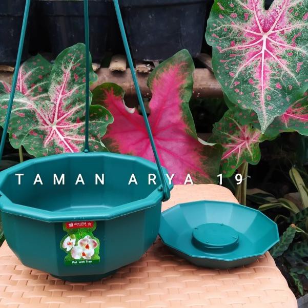♔ Pot gantung putih - Hijau ❅