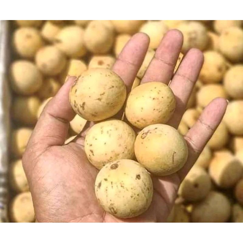 

BUAH DUKUH LOKAL BANTEN ASLI MANIS SATU KILO
