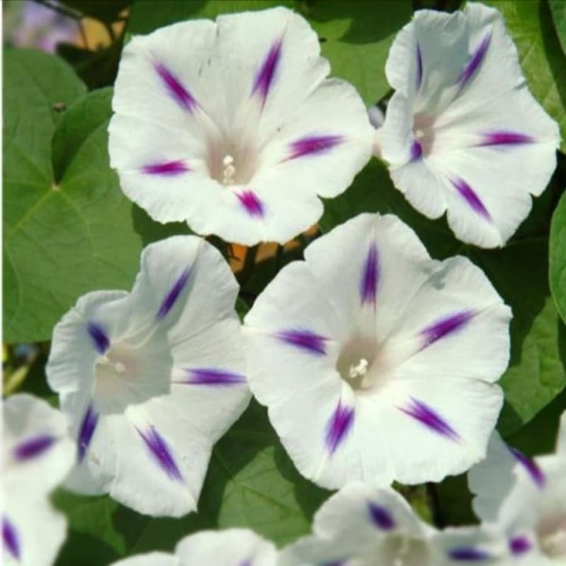 Tanaman Hias Rambat - Morning Glory Purpurea - Ipomea Purpurea