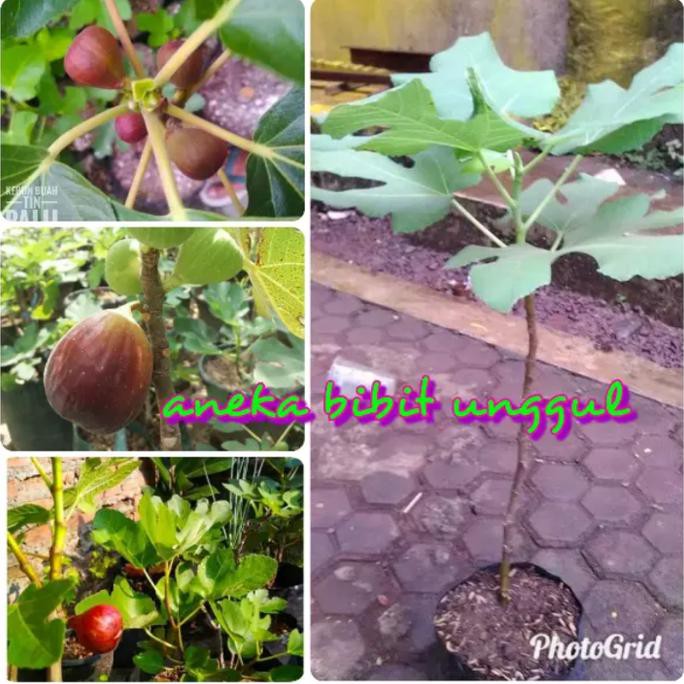 Bibit Buah Bibit Buah Tin Merah Super