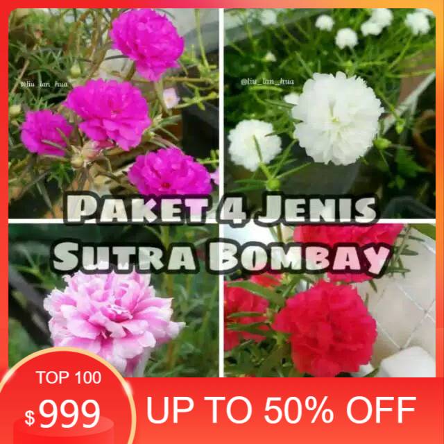 Paket 4 jenis tanaman bunga krokot sutra bombai portulaca mossrose bombay