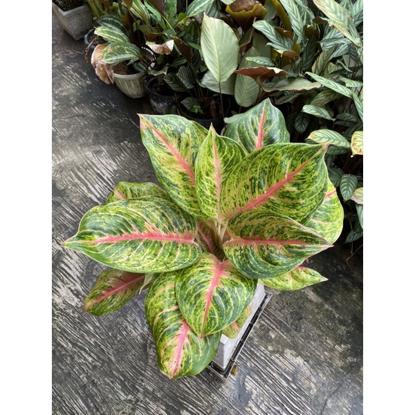 aglonema big papa/aglonema big papa jumbo/aglonema bigpapa rumpunan