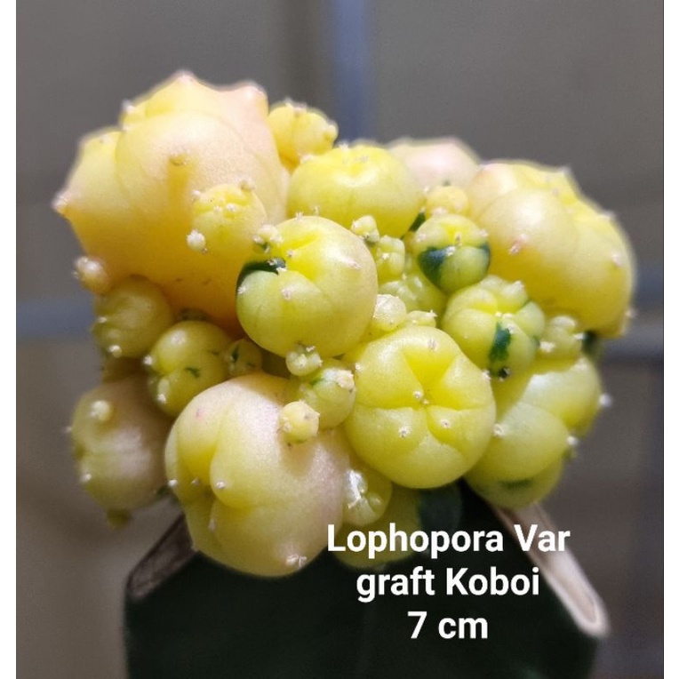 Kaktus Lophopora Varigata, Graft Koboi, Indukkan