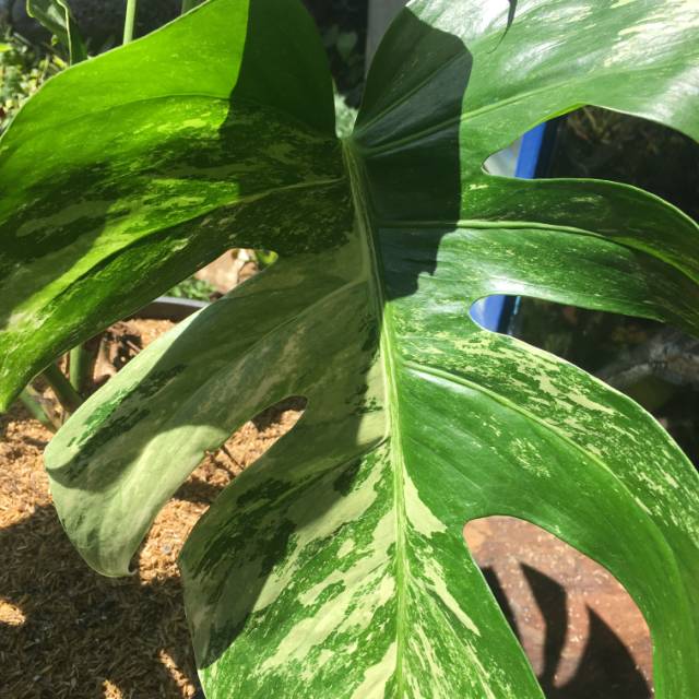 MONSTERA VARIGATA REMAJA HARGA TERJANGKAU