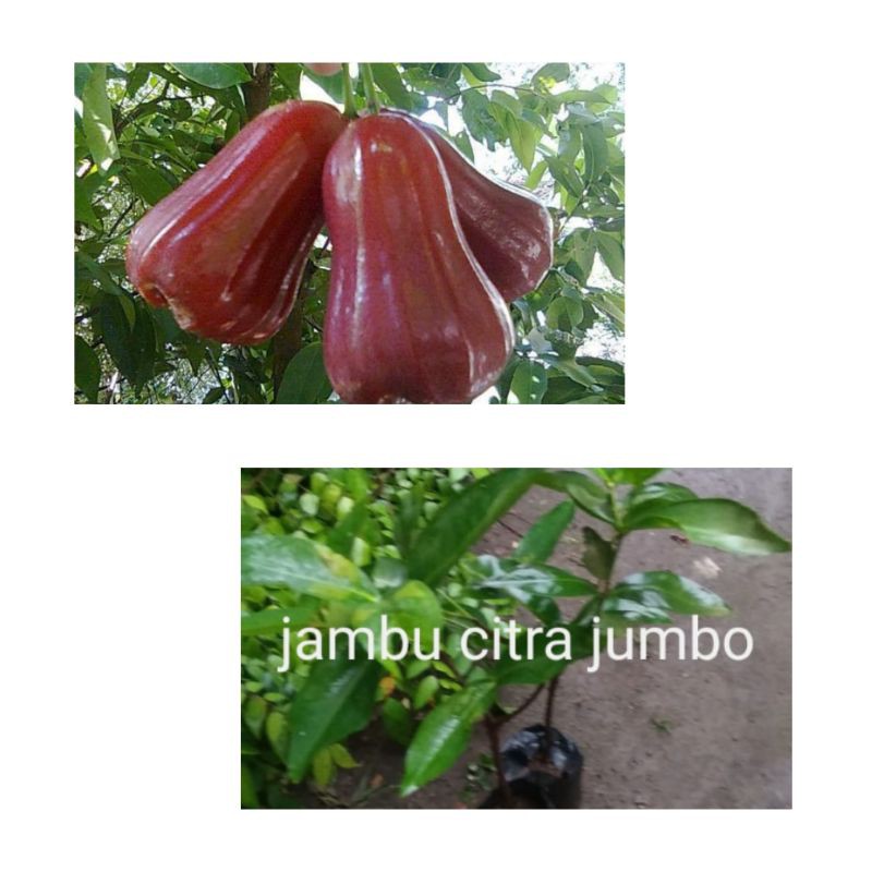 bibit jambu citra jumbo