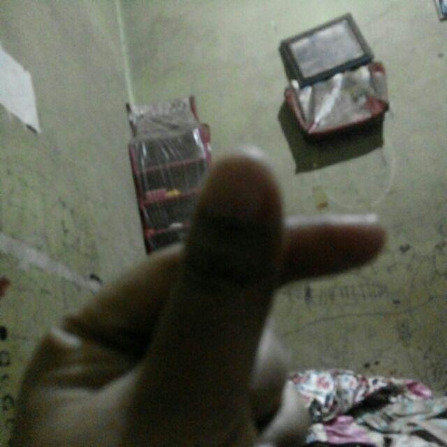 Berisi 500 Biji Benih Bonsai Kawista Batu / Kawista Kerikil Siap Semai