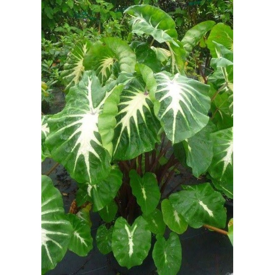 colocasia white lava anakan