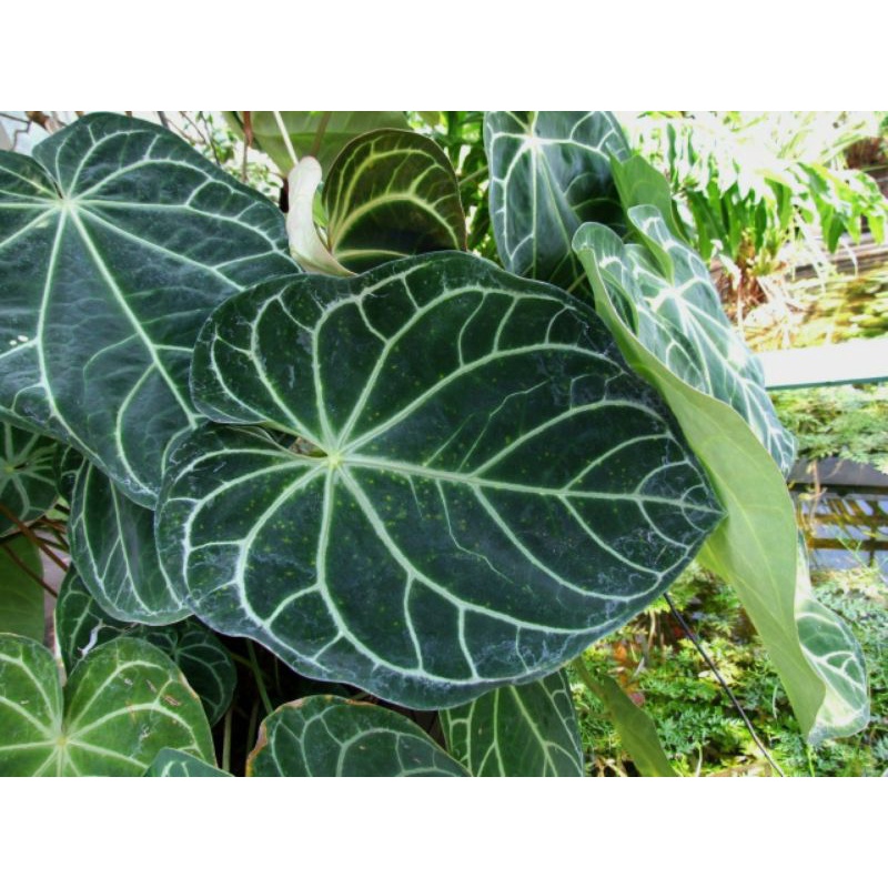 Anturium magnificum batang kotak