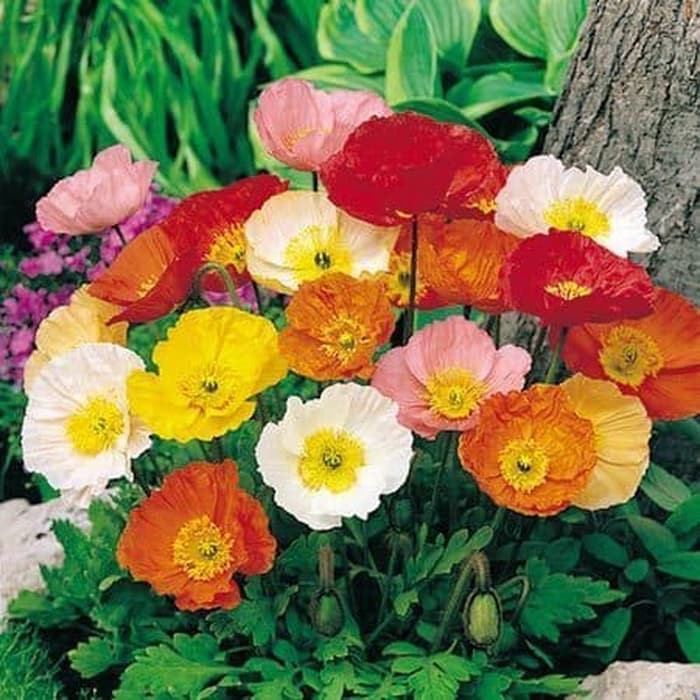 Benih Bibit Biji - Bunga Corn Poppy Mix Iceland Poppy Flower Seeds - IMPORT