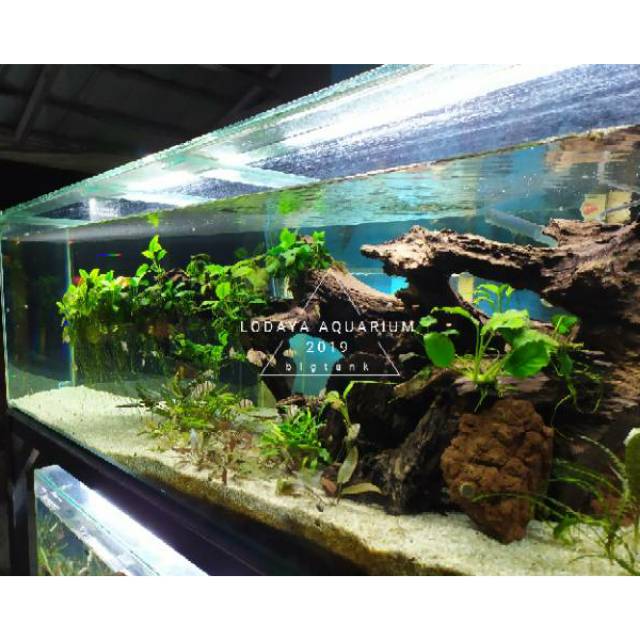 Akar Bonggol Utk Aquascape Biotope Shopee Indonesia