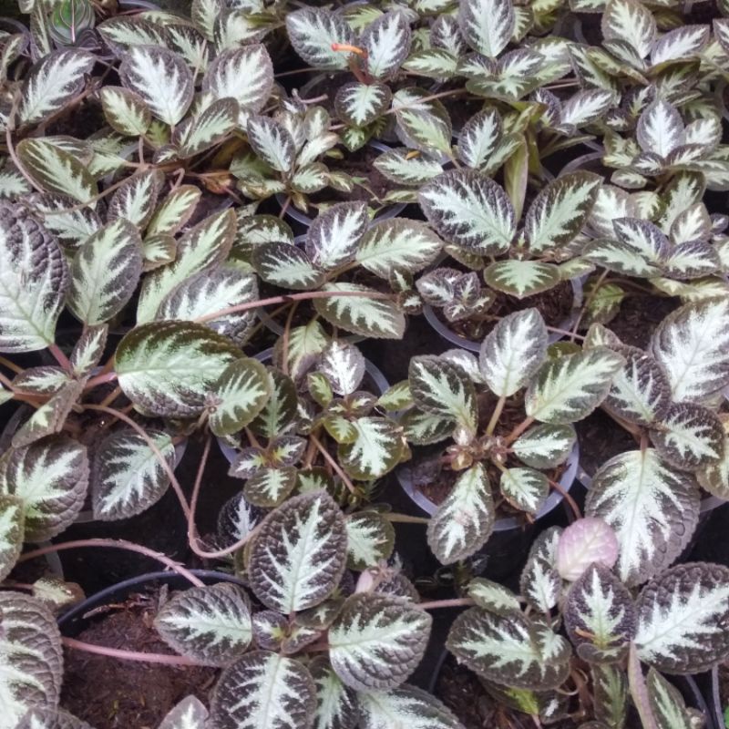 Tanaman Hias Episcia Hitam