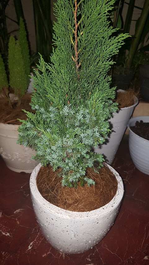 Pot Putih Corak, Pot Hitam Corak, Pot Motif, Pot Bintik, Pot Putih Dan Hitam, Pot Gerabah