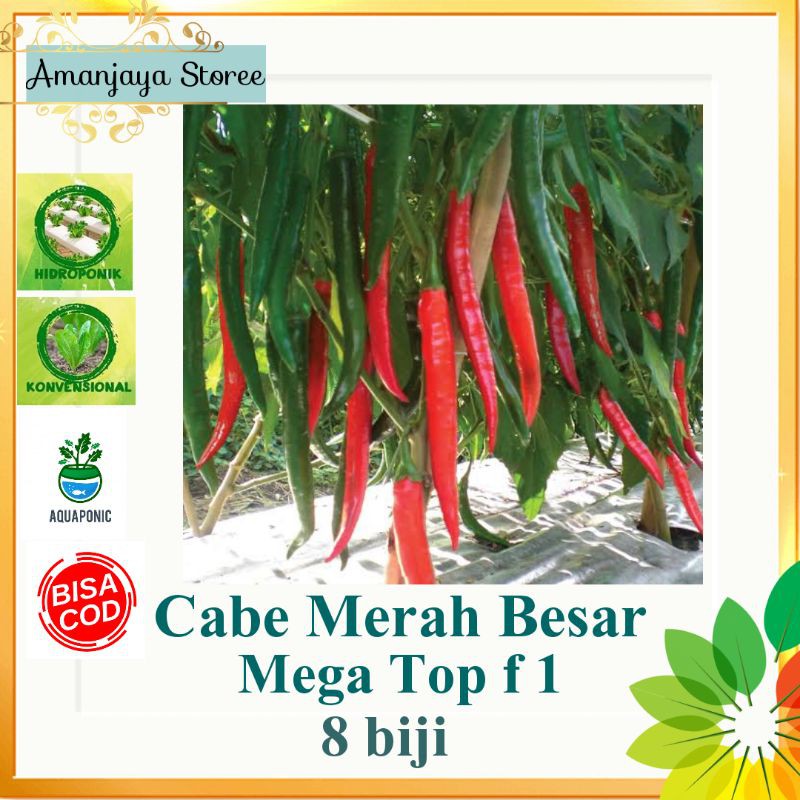 {8 biji} Benih CABE MERAH BESAR MEGATOP F1