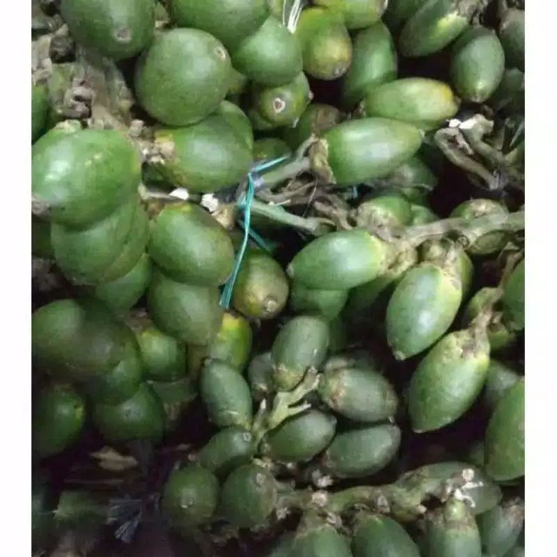 BUAH PINANG MUDA | JAMBE MUDA | OBAT KUAT