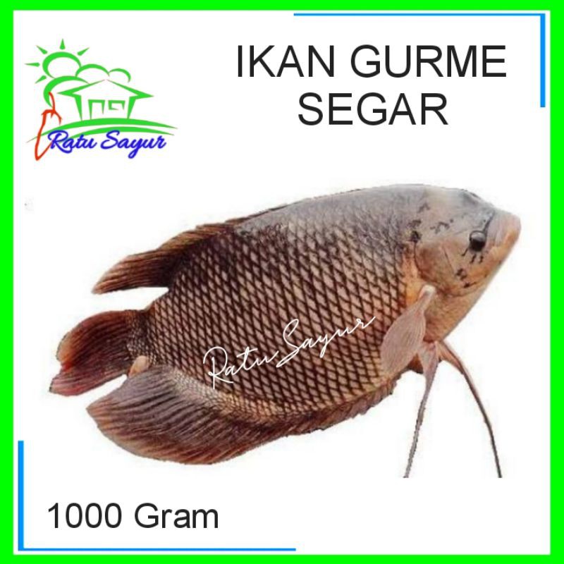 

IKAN GURAME SEGAR/Ratu sayur id/cikeas