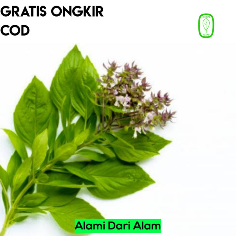

Daun Kemangi Fresh Segar Herbal COD