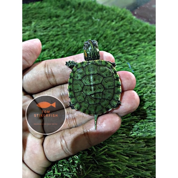 - kura Kura “RES” Red Eye Slider Over Scute | Kura Kura Brazil Baby