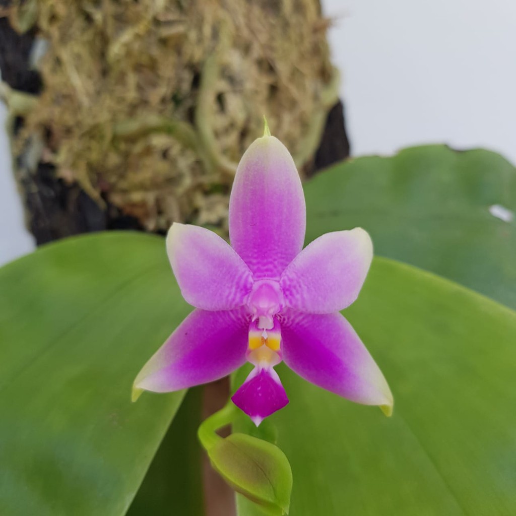 Anggrek Phalaenopsis Violacea