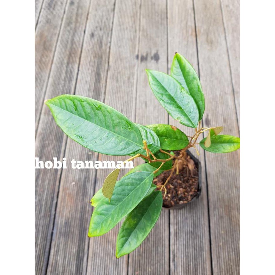 sb4ng benih tanaman durian montong super