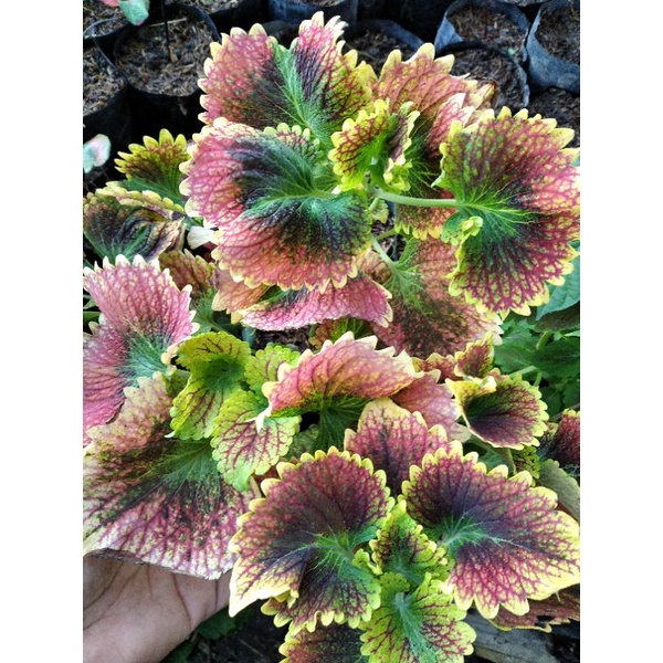 tanaman hias miana super premium bara asmara sultan jombang remaja