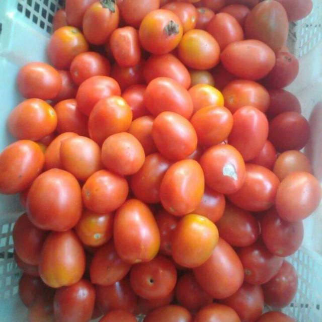 

Tomat buah 1kg