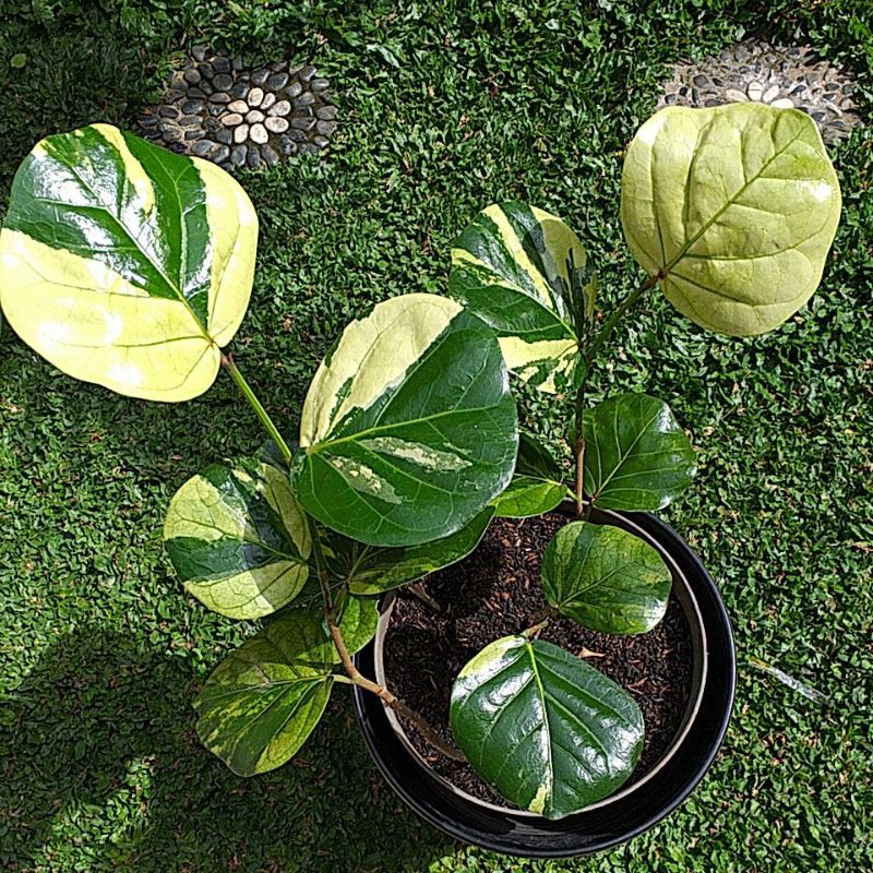 coccoloba variegata / coccoloba uvifera variegata